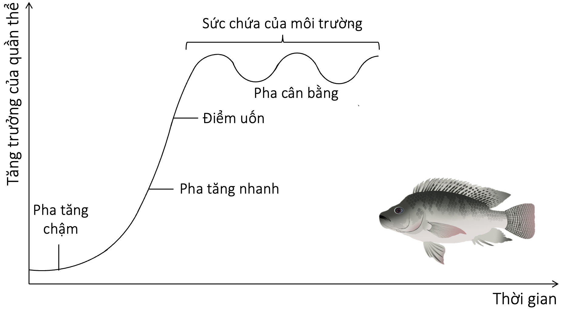 đồ thị thể hiện sự tăng trưởng kích thước của quần thể cá rô olm